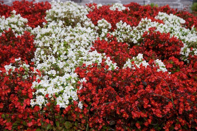 Des fleurs en rouge et en blanc