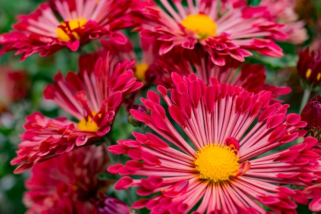 Fleurs rouge vif dans le jardin