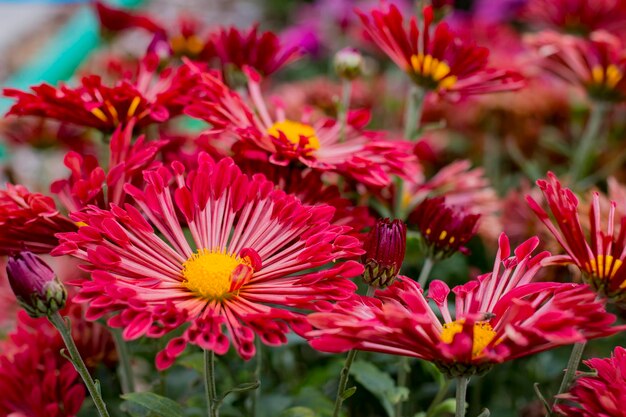 Fleurs rouge vif dans le jardin