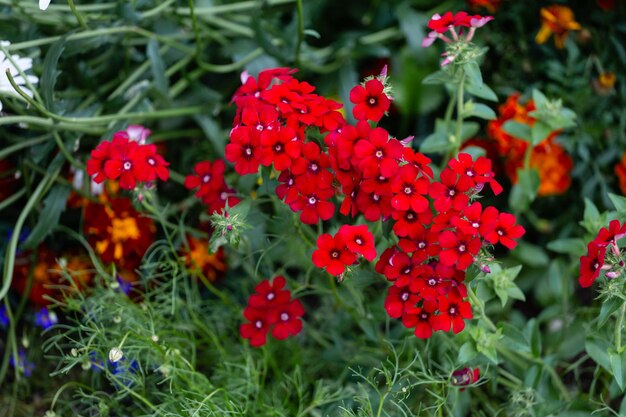 Fleurs rouge vif dans un parterre de fleurs parmi le feuillage vert défocalisé