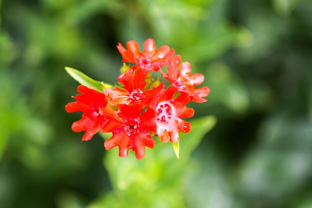 Fleurs rouge vif de Lychnis chalcedonica. Plante de croix de Malte dans le jardin d'été.