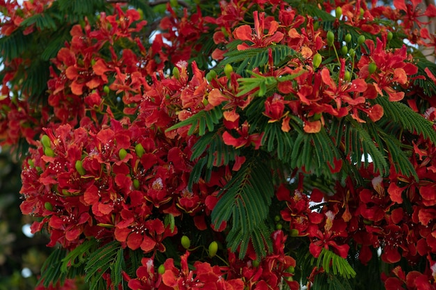 Fleurs rouges sur l'arbre