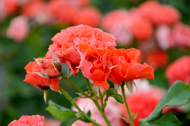 Fleurs rouges beaucoup de roses dans le jardin