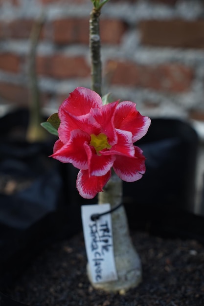 Photo les fleurs rouges et blanches de l'adénium