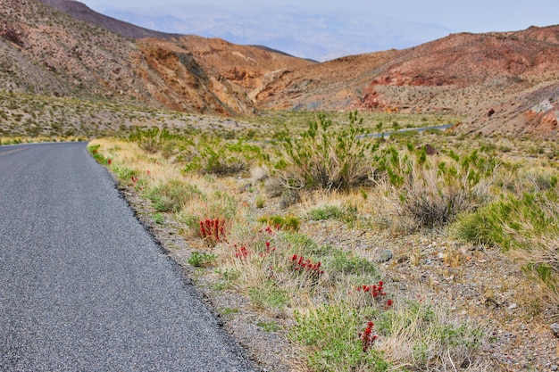 Fleurs rouges en bordure de route dans le désert à côté des montagnes