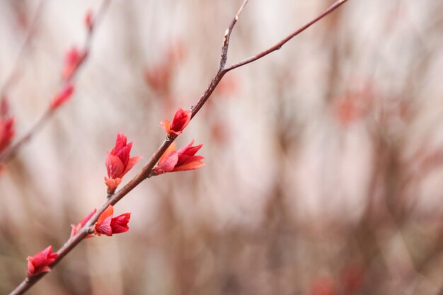 Fleurs rouges sur une branche nue d'un buisson