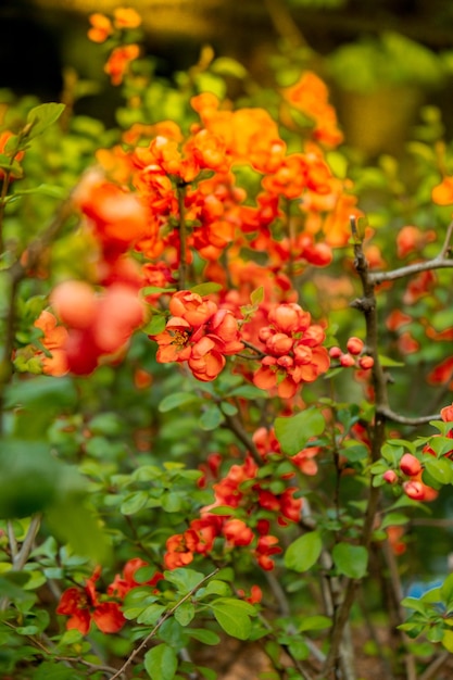 Fleurs rouges de buisson de fleurs se bouchent Pétales fleuris de buisson Scène florale lumineuse avec éclairage naturel Fond d'écran pour carte de voeux Espace de copie