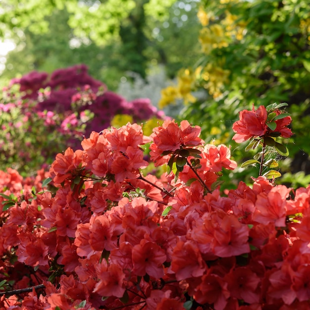 Fleurs rouges sur les buissons