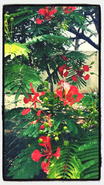 Photo des fleurs rouges sur le champ