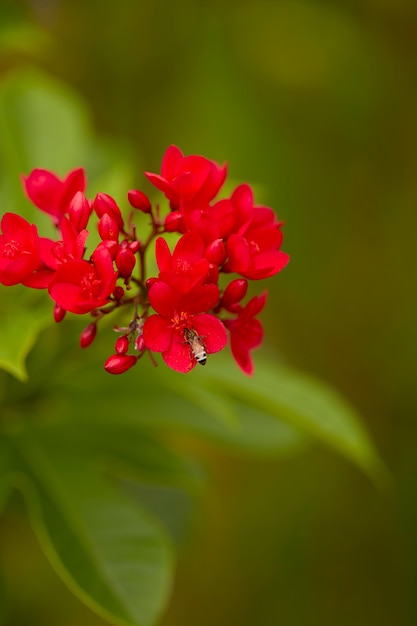 Fleurs rouges dans le jardin extérieur