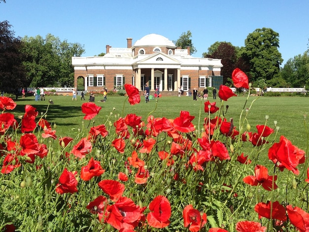 Photo des fleurs rouges dans le jardin