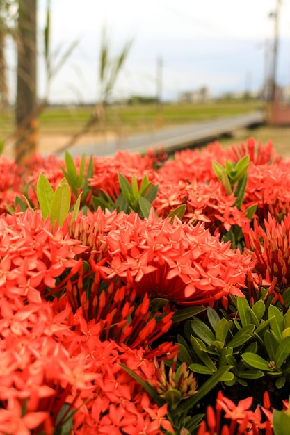 fleurs rouges dans le jardin