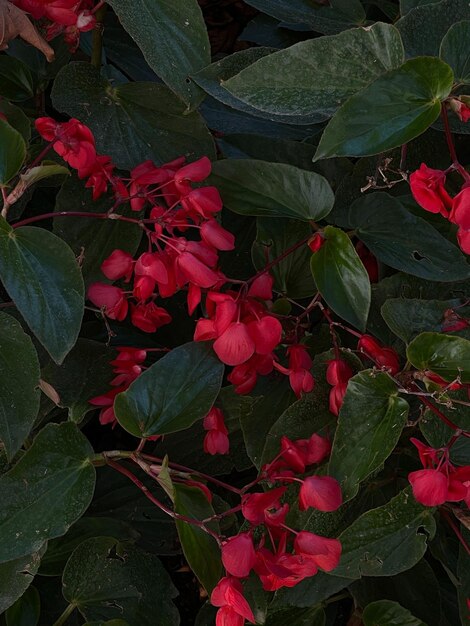 fleurs rouges dans une jardinière