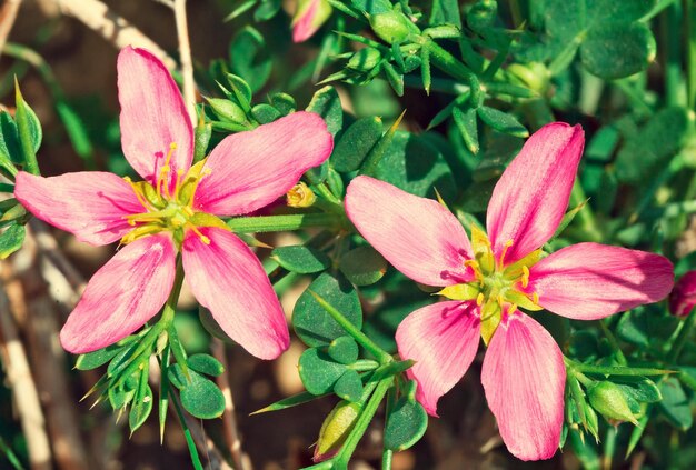 Fleurs rouges du désert se bouchent