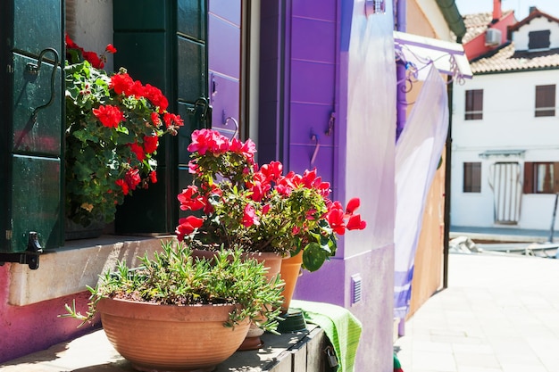 Fleurs rouges sur la fenêtre. Maisons colorées dans l'île de Burano près de Venise, Italie