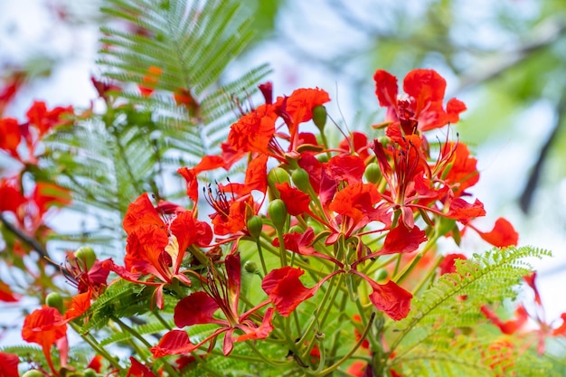 Fleurs rouges flamboyantes à l'état sauvage