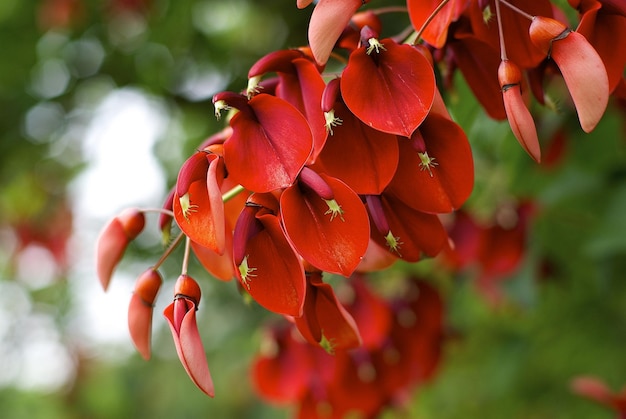 Les fleurs rouges fleurissent sur une branche dans le jardin.