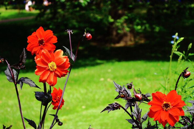 Photo des fleurs rouges fleurissent dans le jardin.