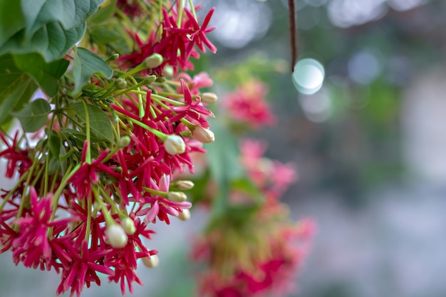 Les fleurs rouges fleurissent dans le jardin.