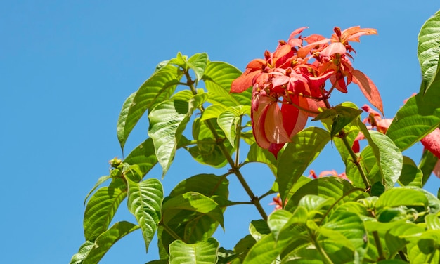 Fleurs rouges en fleurs de Mussaenda erythrophylla ou sang Ashanti en Inde