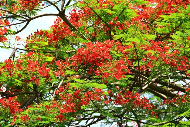 fleurs rouges en fleurs de Poinciana ou Flame tree avec fond de ciel aux beaux jours