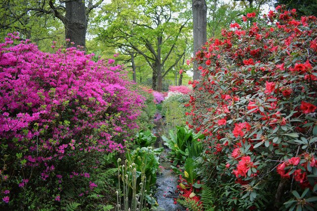 Des fleurs rouges en fleurs