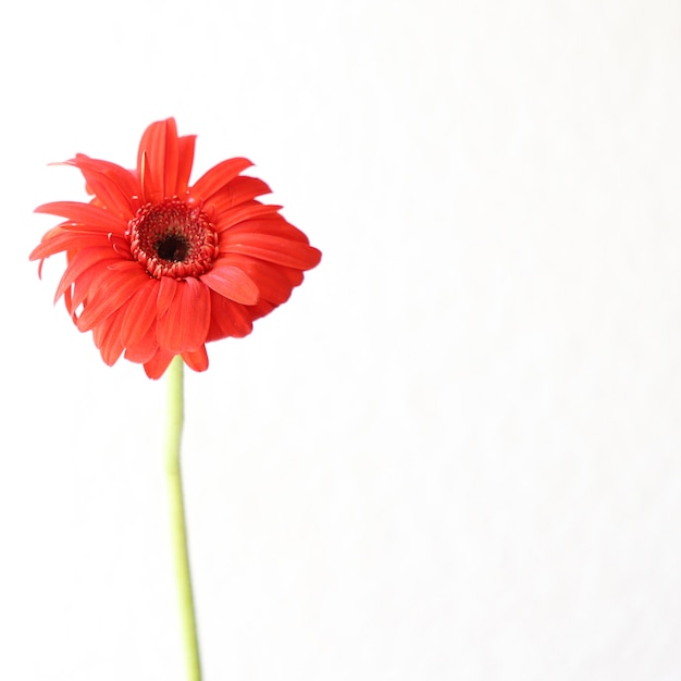 Fleurs rouges sur fond blanc pour anniversaire, anniversaire, cadre floral de mariage