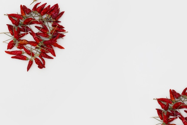 Fleurs rouges sur fond blanc