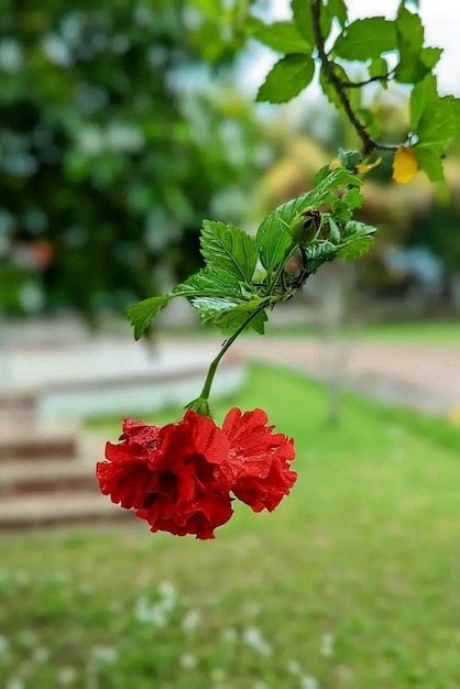 Fleurs rouges à fond défocalisé