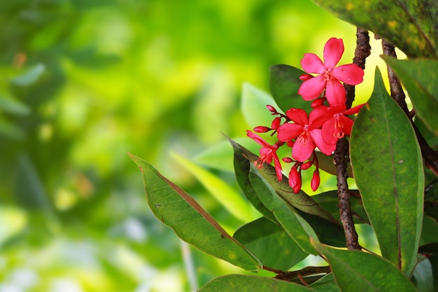 Fleurs rouges sur fond de feuilles vertes avec espace de copie pour votre texte