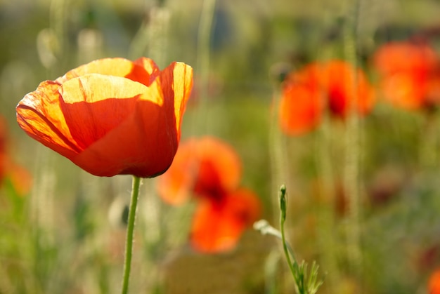 fleurs rouges avec de l'herbe verte