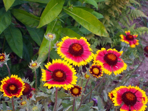 fleurs rouges et jaunes dans le jardin