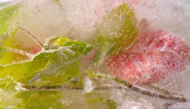 Fleurs rouges et jaunes gelées dans la glace