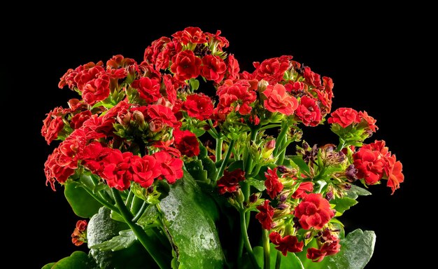 Des fleurs rouges de Kalanchoe sur un fond noir