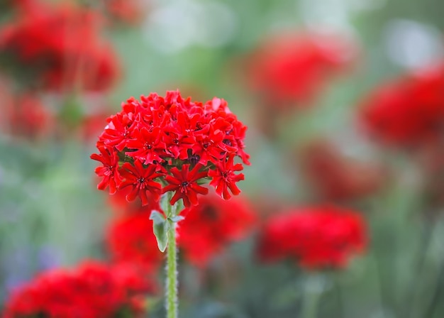 Fleurs rouges de Lychnis chalcedonica