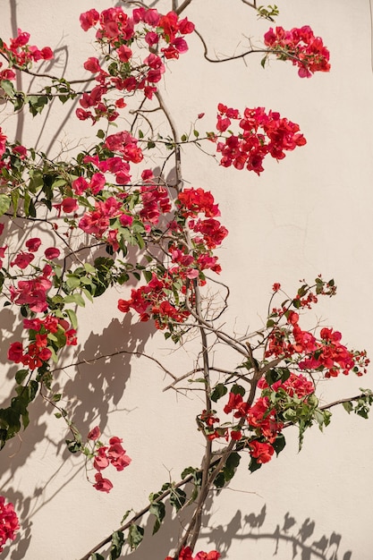 Fleurs rouges sur mur beige avec des ombres du soleil