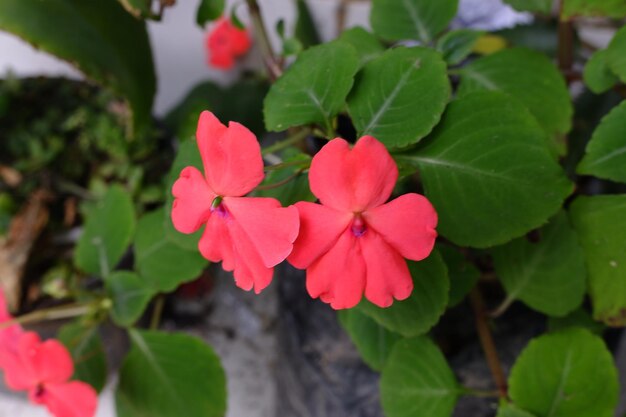 fleurs rouges de la plante Impatiens walleriana qui fleurit dans le jardin