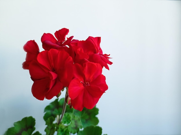 Fleurs rouges de la plante pélargonium