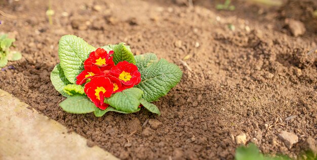 Fleurs rouges primevère dans le jardin gros plan Fleurs de printemps jardinage