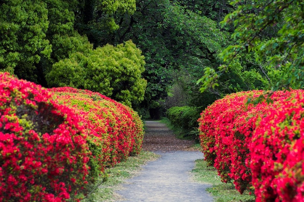 Photo des fleurs rouges qui poussent dans le jardin