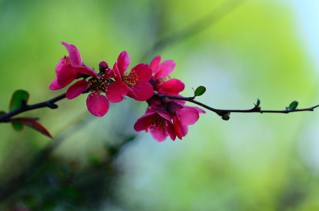 Fleurs rouges roses sur un arbuste