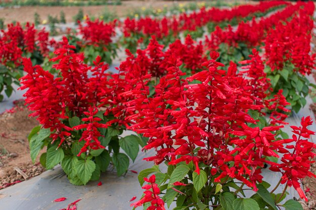 Photo fleurs rouges de salvia fleurissant dans le jardin beau fond de fleur