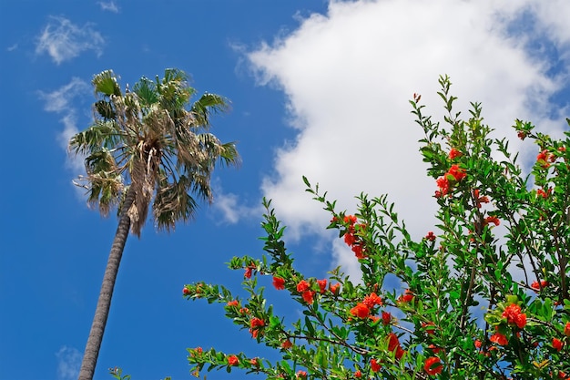 Fleurs rouges se bouchent avec un palmier en arrière-plan