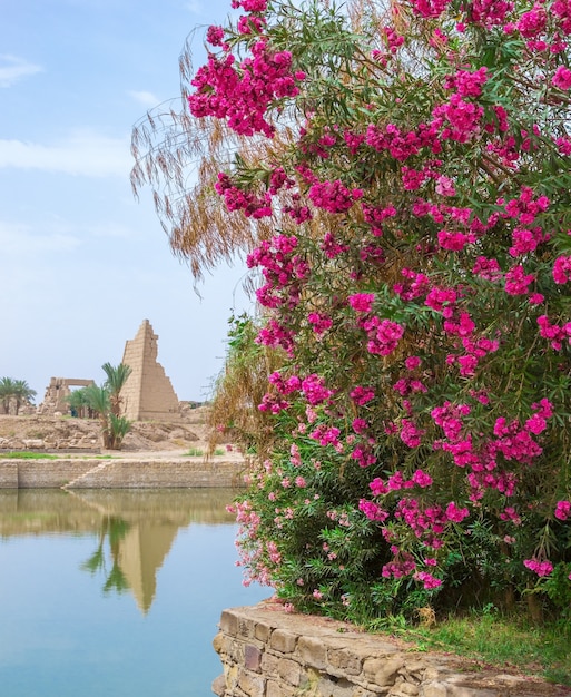 Fleurs rouges sur un temple à Louxor, Egypte