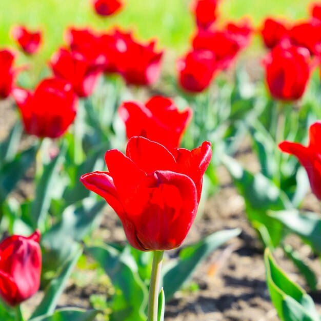 Des fleurs rouges de tulipes sur un parterre de fleurs Un parterre de fleurs avec des tulipes