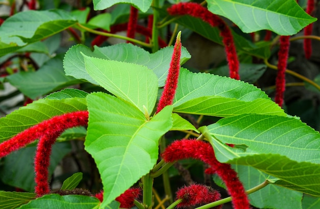 Fleurs rouges