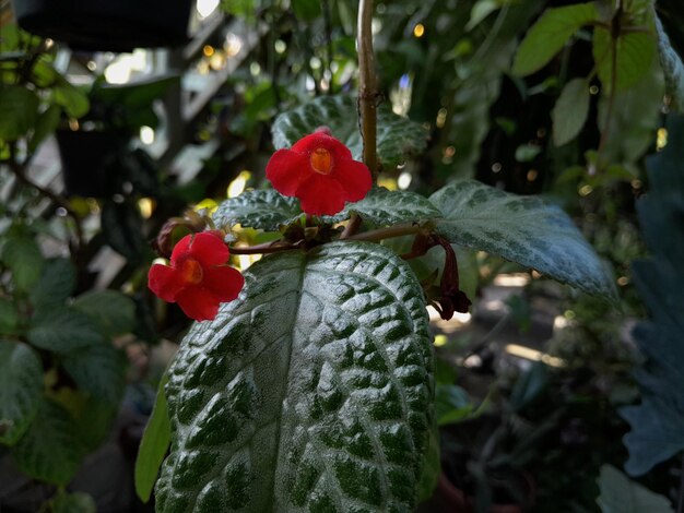 Photo les fleurs rouges