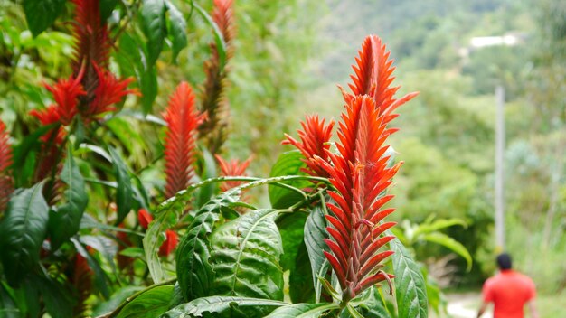 Photo les fleurs rouges