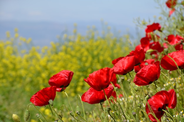 Fleurs rouges