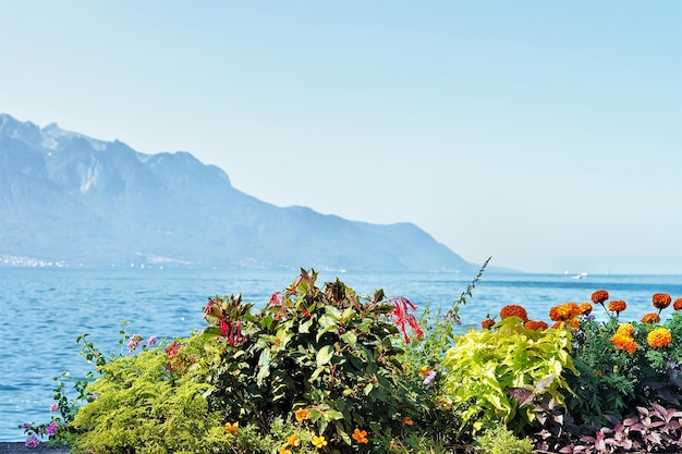 Fleurs s'épanouissant sur le quai du lac Léman à Montreux, canton de Vaud, Suisse